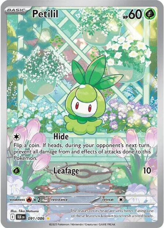Petilil 091/086 Holo Illustration Rare Black Bolt Pokemon Near Mint